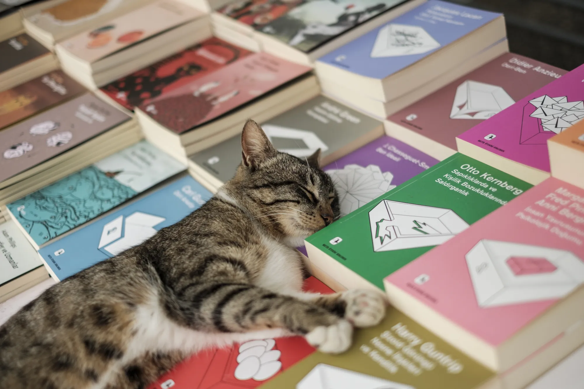 Kitap masasının üzerinde uzanan bir kedi
